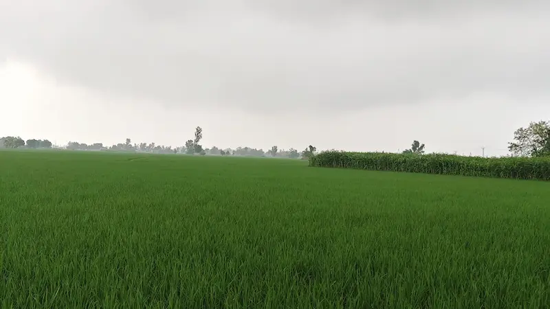IMD Heavy Rain Alert: ਦੇਸ਼ ਭਰ 'ਚ ਮਾਨਸੂਨ ਦਾ ਰੈੱਡ ਅਲਰਟ, ਕਈ ਸੂਬਿਆਂ 'ਚ ਭਾਰੀ ਮੀਂਹ ਦੀ ਚੇਤਾਵਨੀ, ਘਰੋਂ ਨਿਕਲਣ ਤੋਂ ਪਹਿਲਾਂ ਪੜ੍ਹੋ ਐਡਵਾਈਜ਼ਰੀ!